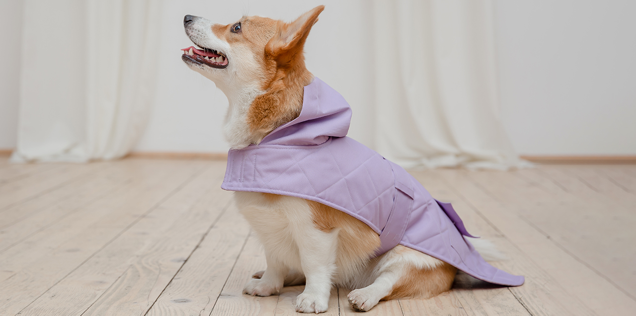 Dressing Dogs Right: A Seasonal Guide for Every Pet Parent